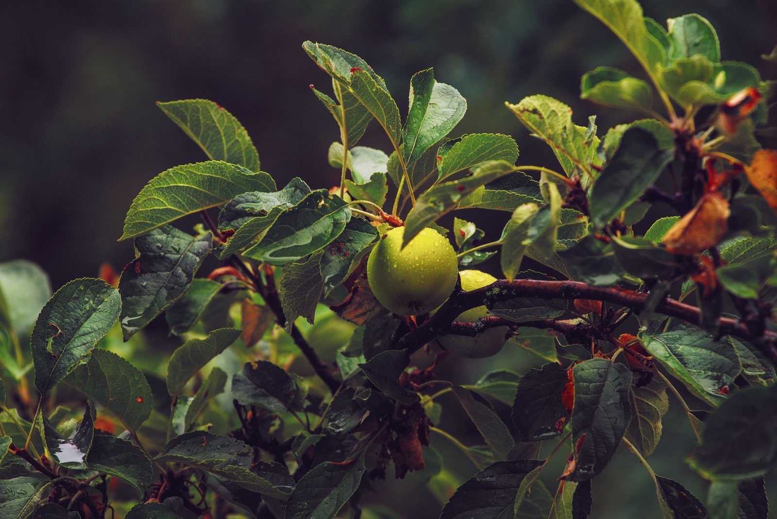 Photo from Fruit Pick